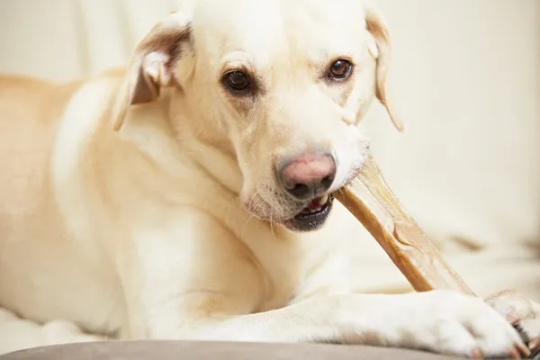 Cão com osso — Fotografia de Stock