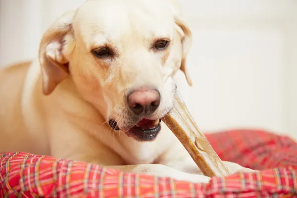 Perro con hueso — Foto de Stock