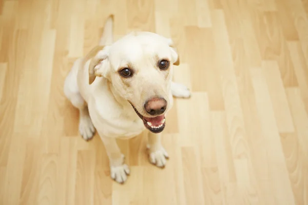 Perro en casa —  Fotos de Stock