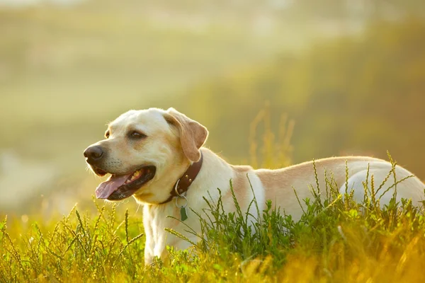 Zomer zonsopgang — Stockfoto