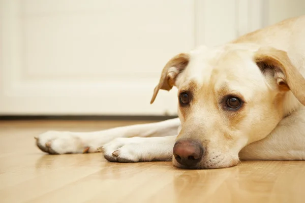 Hund hemma — Stockfoto