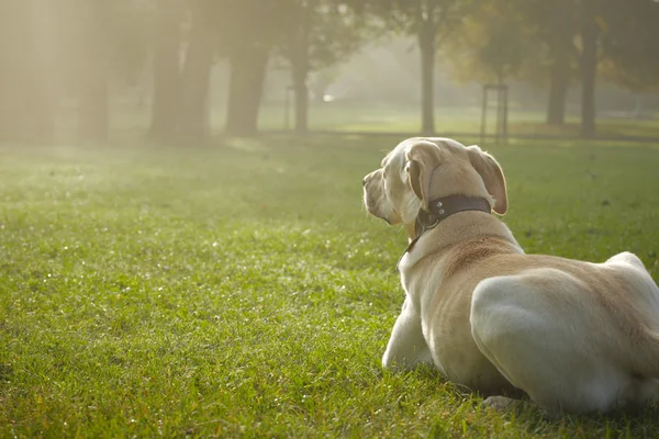 Dog in park — Stock Photo, Image