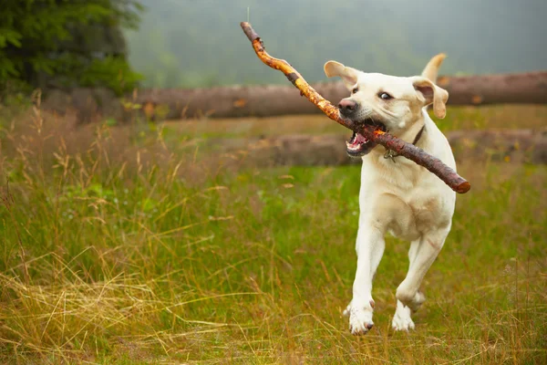 Собака на поле — стоковое фото