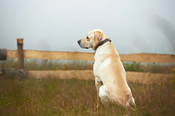 Pies na pole — Zdjęcie stockowe