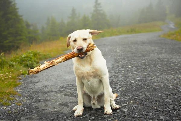 Hond met stok — Stockfoto