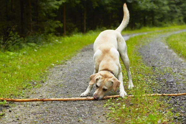 Hond met stok — Stockfoto