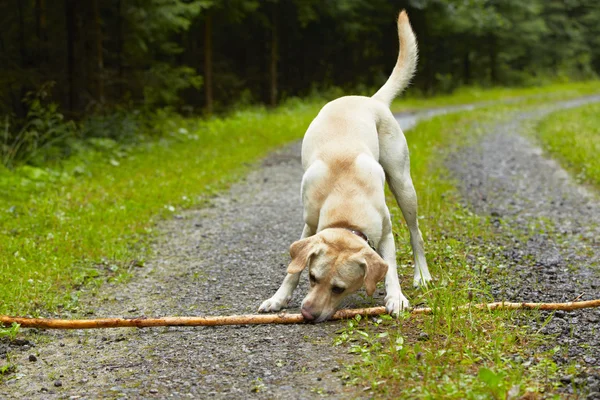 Cão com pau — Fotografia de Stock