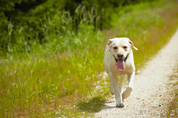 Perro en la carretera —  Fotos de Stock