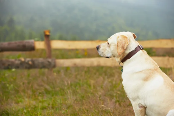Dog on field — Stock Photo, Image