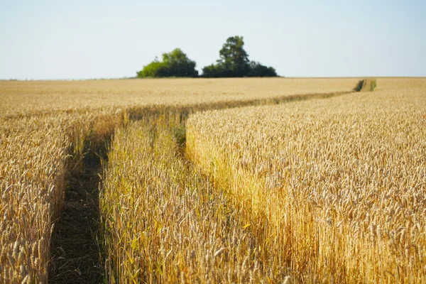 Campo de verão — Fotografia de Stock