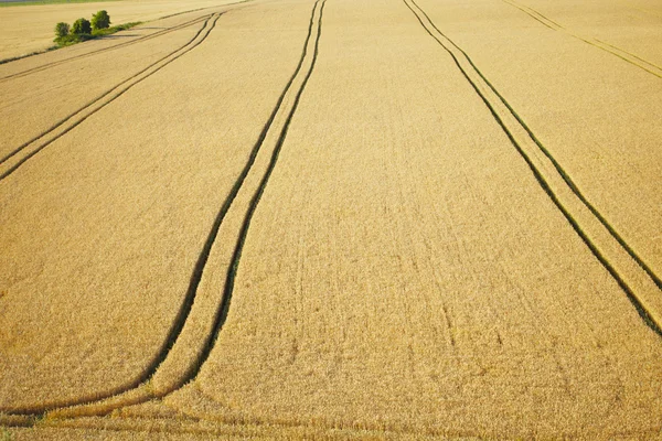 Sommarfält — Stockfoto