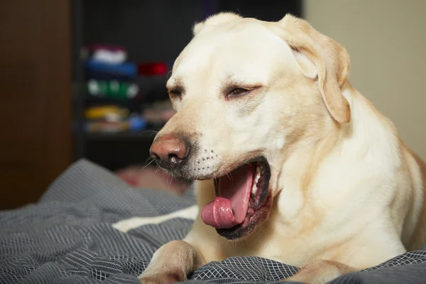 Hond in bed — Stockfoto