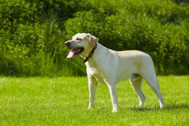 Çayır üzerinde köpek