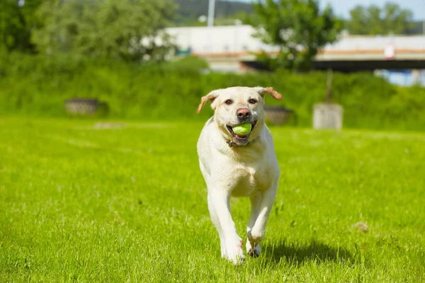 Hund på äng — Stockfoto