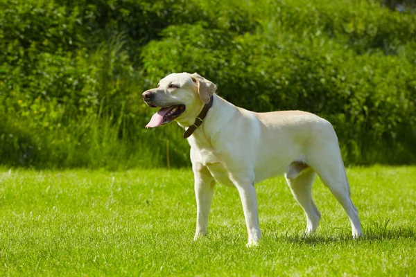 Hund på äng — Stockfoto