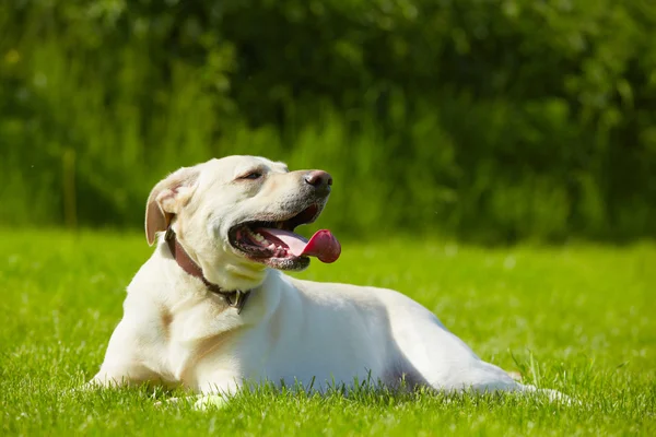 Dog on meadow — Stock Photo, Image