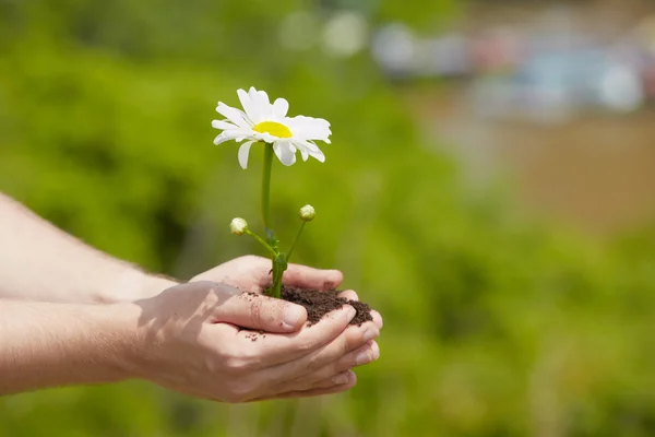 Bloem in palm — Stockfoto