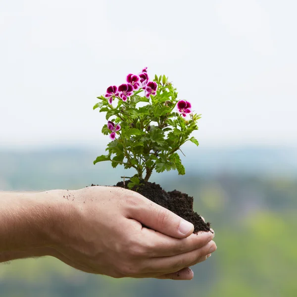 Flor na palma — Fotografia de Stock