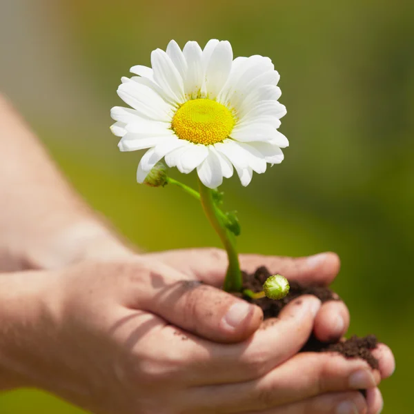 Bloem in palm — Stockfoto