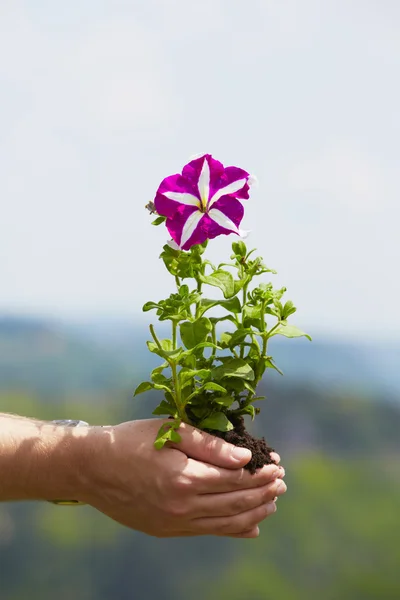 Fleur dans la paume — Photo