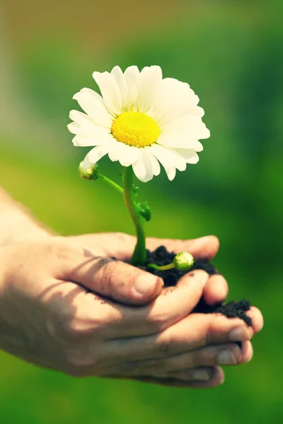 Flor na palma — Fotografia de Stock