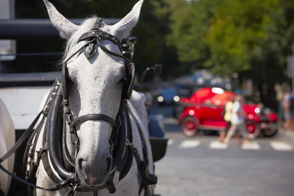 Horse drawn carriage — Stock Photo, Image