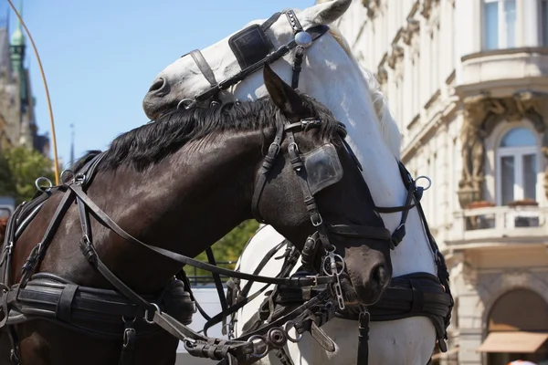 Paard getrokken vervoer Rechtenvrije Stockfoto's