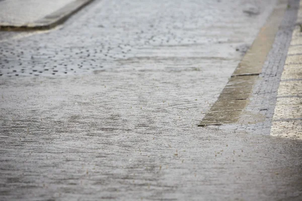 Zebra cruzando na chuva — Fotografia de Stock