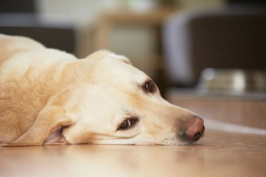 Evde Köpek