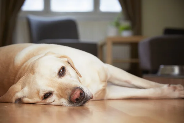 Chien à la maison — Photo