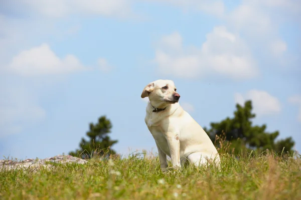 잃어버린된 개 — 스톡 사진