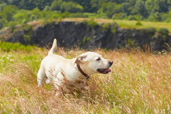 Çayırdaki köpek. — Stok fotoğraf