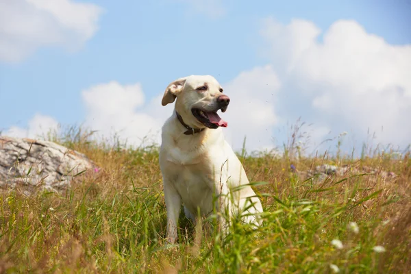 Dog on the meadow — Stock Photo, Image