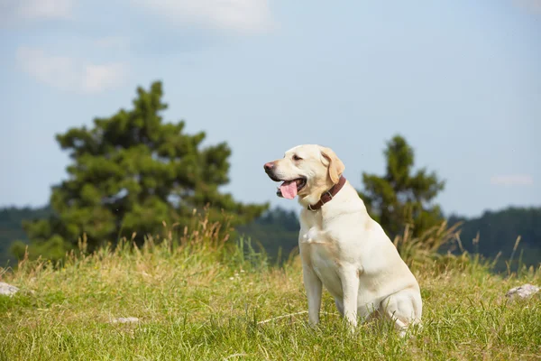 Hund på ängen — Stockfoto