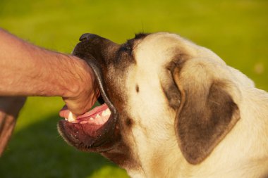 Köpek Isırığı