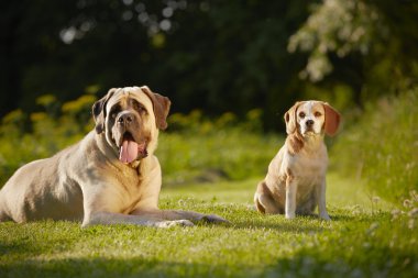 Mastiff beagle ile