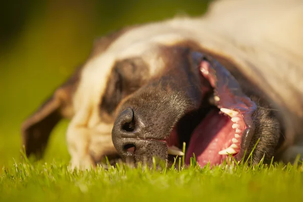 Dockendogge — Stockfoto