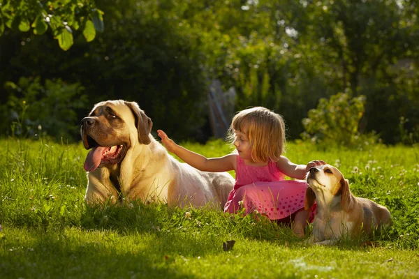 Köpekler ile kız — Stok fotoğraf