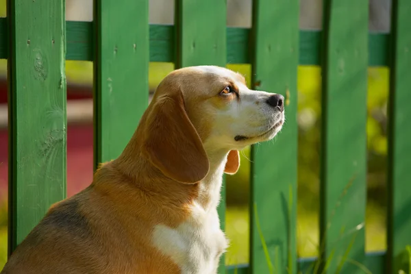 Hund lojalitet — Stockfoto