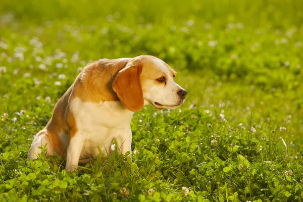 Beagle. — Foto de Stock