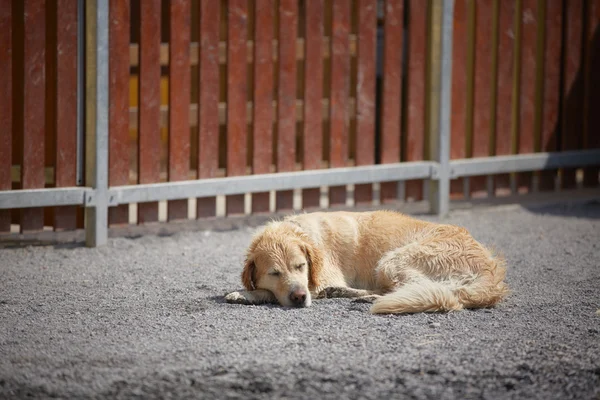 Sleeping dog — Stock Photo, Image