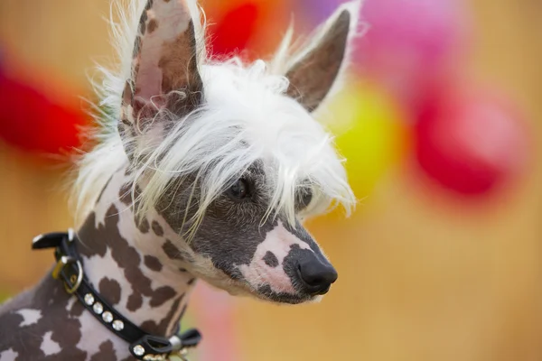 Chinese crested dog — Stock Photo, Image