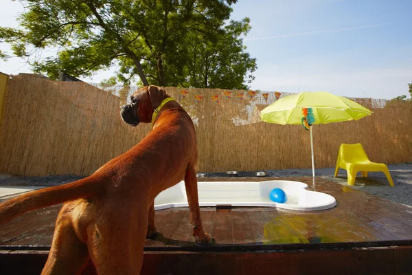 Dog party — Stock Photo, Image