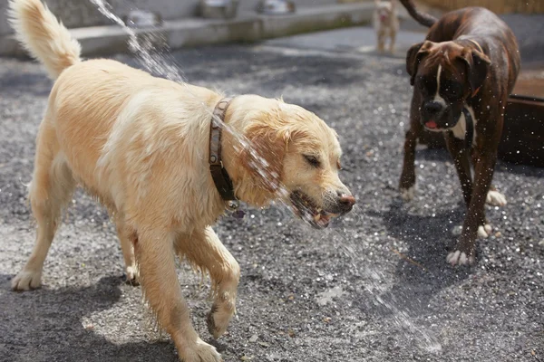 Día caliente con perros —  Fotos de Stock