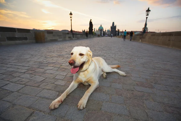 Prag 'da Gündoğumu — Stok fotoğraf