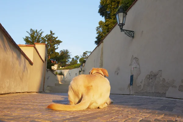 Zonsopgang in Praag — Stockfoto