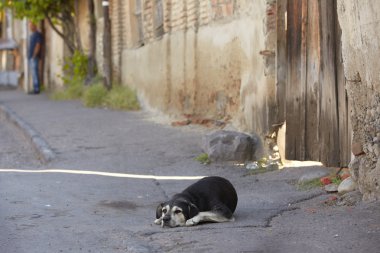 Yalnız yaşlı bir köpek