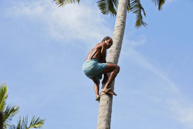 Hindistan cevizi adam