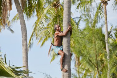 Hindistan cevizi adam