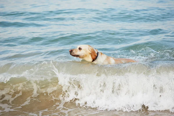 Hund och havet — Stockfoto